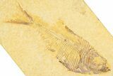 Bargain, Fossil Fish (Diplomystus) - Wyoming #379436-1